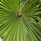 Tofino 2008
