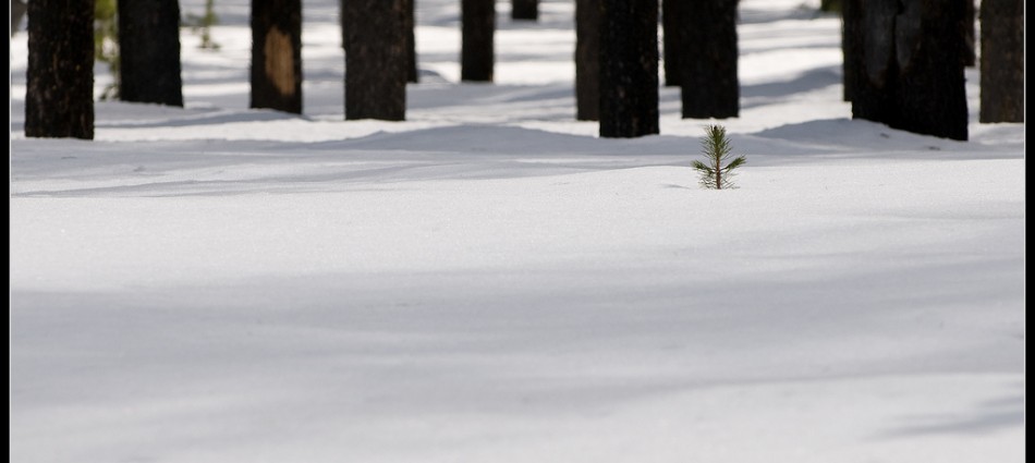Manning Park 2010