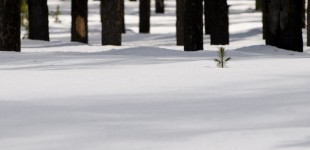 Manning Park 2010